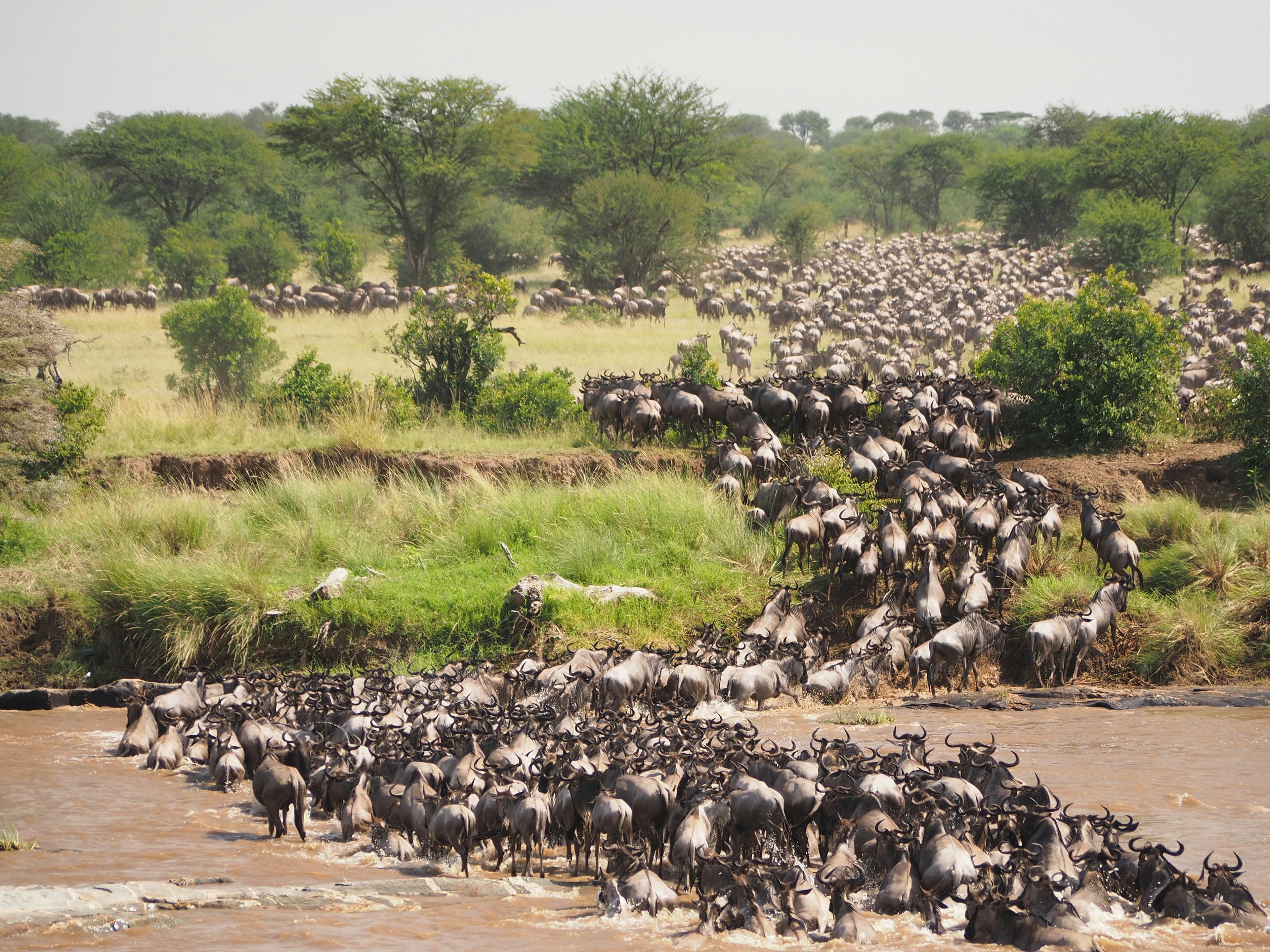 Maasai Mara, Kenya